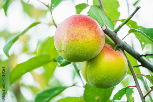 完熟梅　南高梅