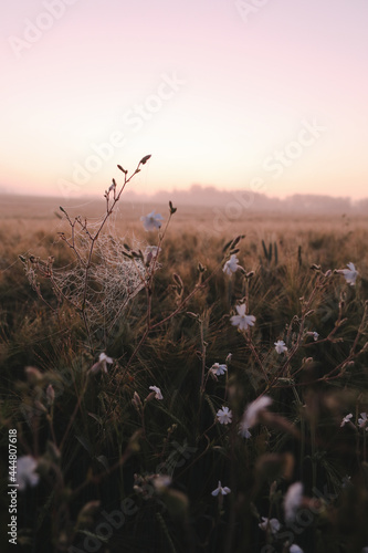 atmospheric scenic meadow field and summer landscape at sunrise 