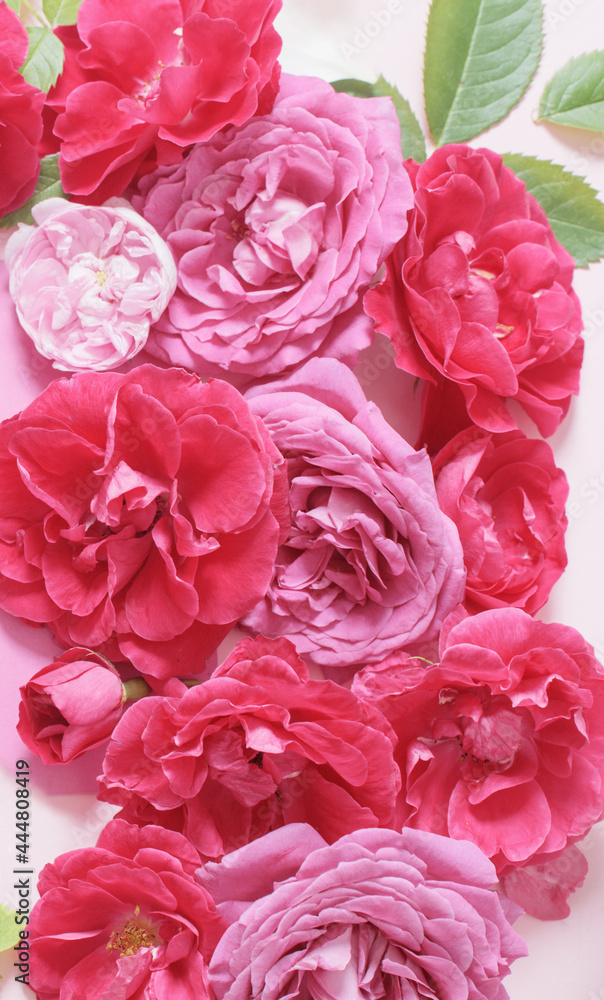 Fototapeta premium beautiful red and pink roses background