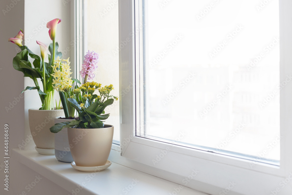 plants in pots on white windowsill indoor plants in pots on white windowsill indoor