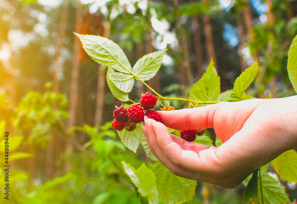 Girl holding fresh red raspberry..Berry growing in the forest. Green leaves of plants. Relaxing and travel, wanderlust concept. Girl holding fresh red raspberry..Berry growing in the forest. Green leaves of plants. Relaxing and travel, wanderlust concept.