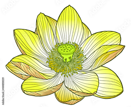 Lotus flowers. Botanical illustration. Yellow flowers. Realistic drawing. Vector illustration. 