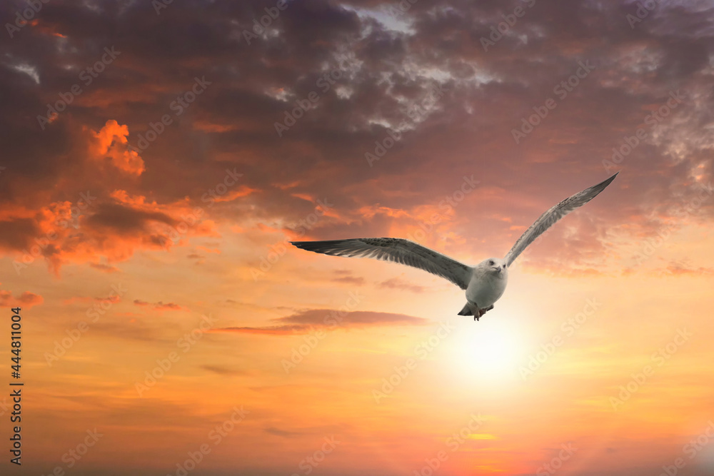 Naklejka premium A flying seagull with open wings. A seagull fly freedom in the sky. Seagull on the Bosporus Strait. 