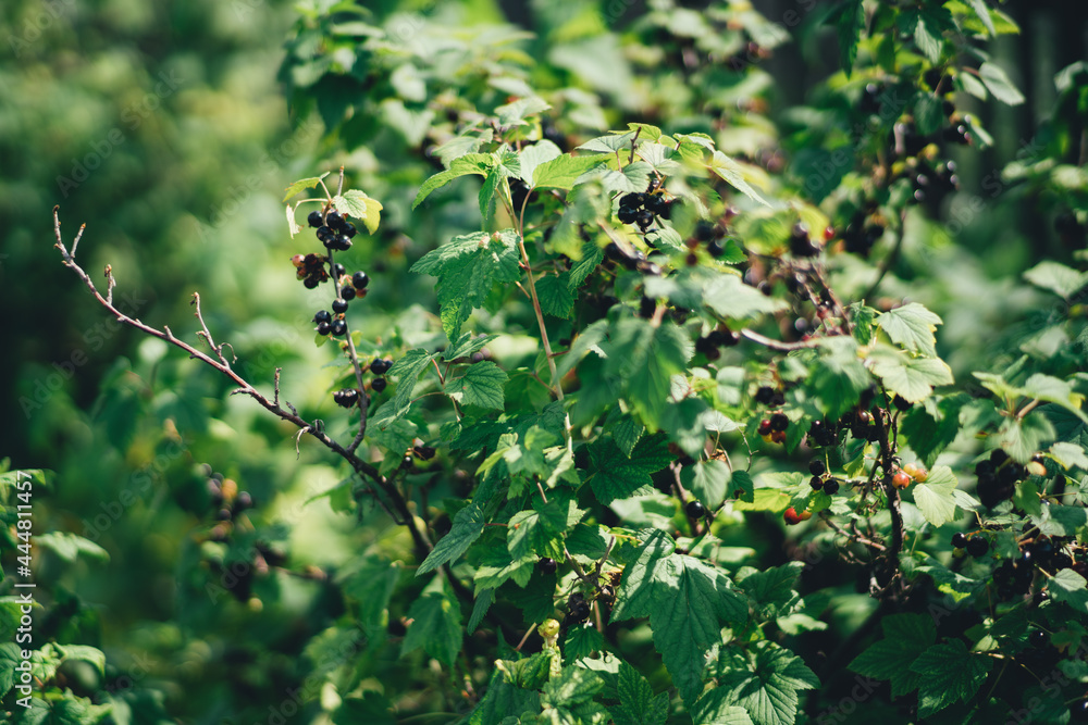 A close-up view of a branch of a bush of a black currant berry with bunches of berries, in the summer garden, selective focus, shallow depth of field