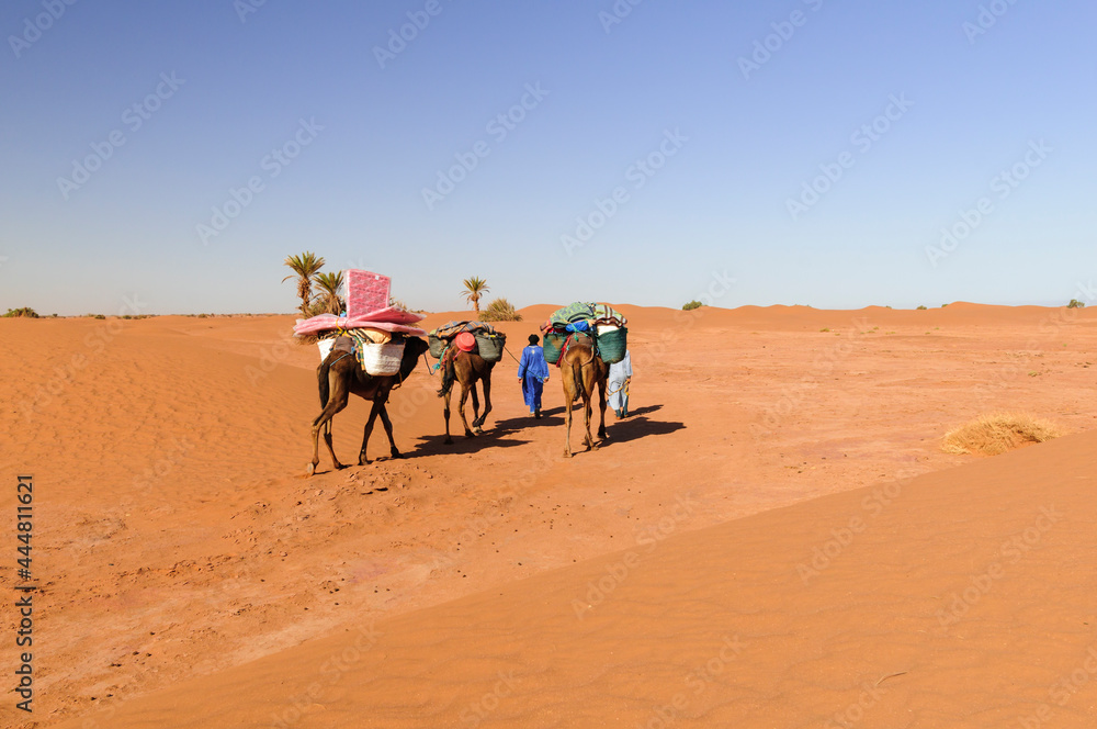 Camel caravan in the Sahara / Camel caravan with palm trees and sand dunes in the Sahara, Morocco, Africa.