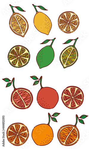 Set of fresh citrus fruit  lemon  orange  grapefruit  lime. Jpeg illustration for cafe  restaurant  menu  cards  prints  stickers