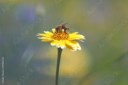 Bienenfreundliche Pflanzen mit bunten Blüten, Bienenweide mit Bienen, Hummeln © KrischiMeier