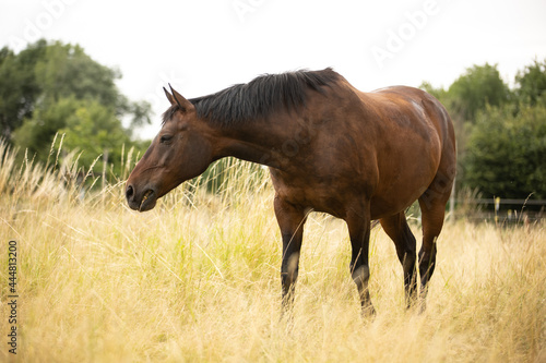 Pferd im hohen gelben Gras