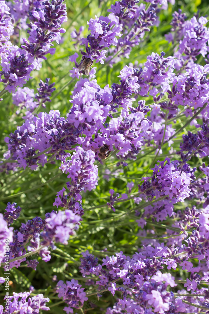 Lavender flowers blooming on a bright sunny day