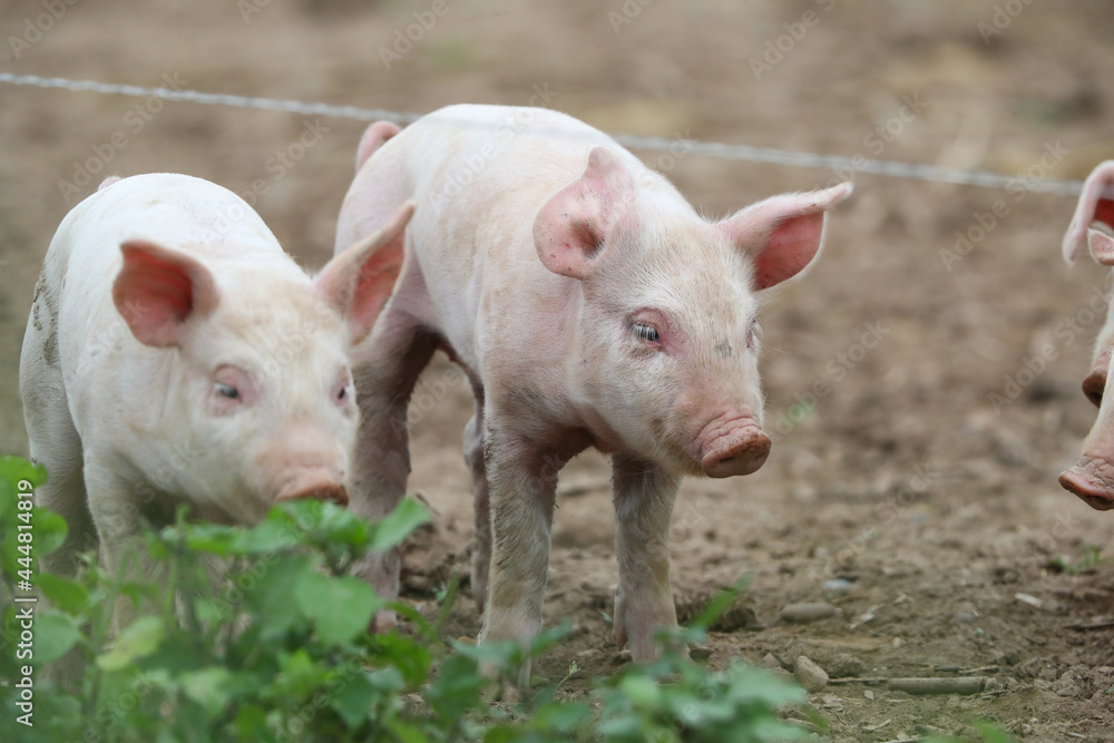 Glückliche Ferkel Glückliche Ferkel