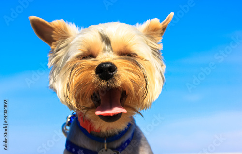 Wallpaper Mural Cute funny Yorkshire Terrier dog with open mouth and tongue hanging out on a hot summer day against a clear blue sky. Portrait of a lovely pet puppy outdoors. Thirsty. Canine theme. Place for text Torontodigital.ca