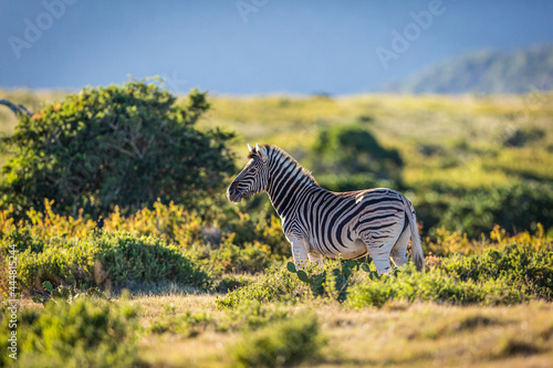 Beautiful lone plains zebra standing in a sunlit South African landscape with bushes in the background