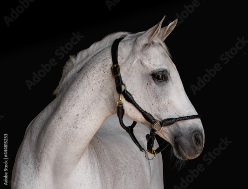 Black background headshot portrait of a grey Arabian horse wearing a black leather headcollar