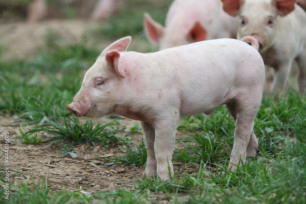 Glückliche Ferkel Glückliche Ferkel