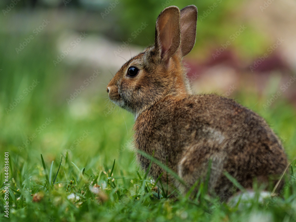 Eastern cottontail rabbit on a suburban lawn. Eastern cottontail rabbit on a suburban lawn.