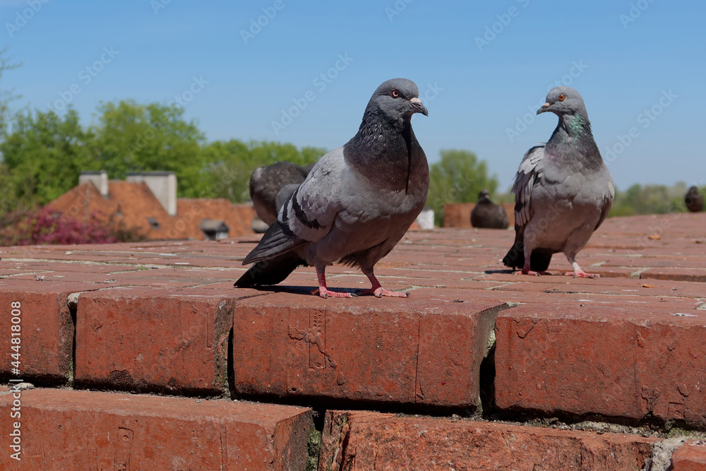 Obraz premium Gray pigeons sitting on a red brick wall. Feral pigeons (Columba livia domestica), also called: city doves, city pigeons, street pigeons