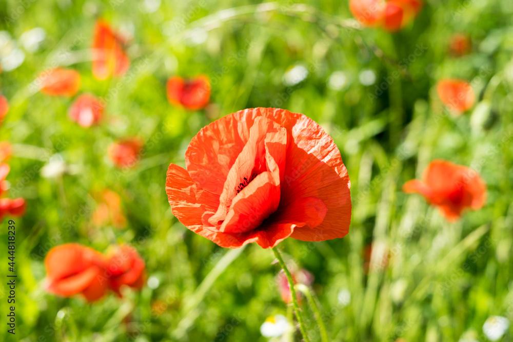 beautiful poppies on the edge of the field, bee-friendly agriculture in Mecklenburg Western Pomerania. Natural wildflower meadow. beautiful poppies on the edge of the field, bee-friendly agriculture in Mecklenburg Western Pomerania. Natural wildflower meadow.
