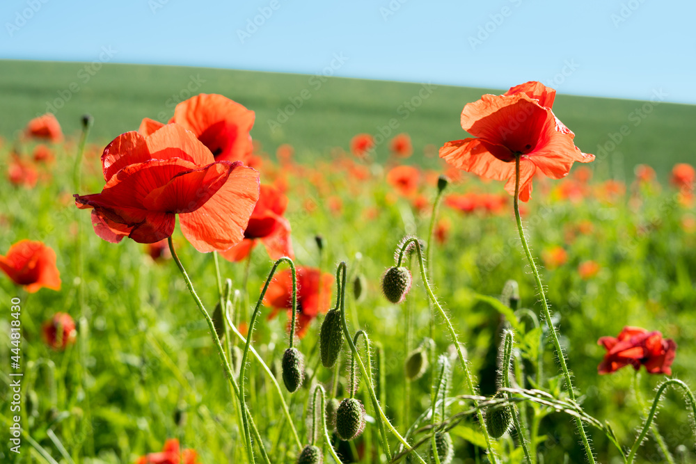 Obraz premium beautiful poppies on the edge of the field, bee-friendly agriculture in Mecklenburg Western Pomerania. Natural wildflower meadow.