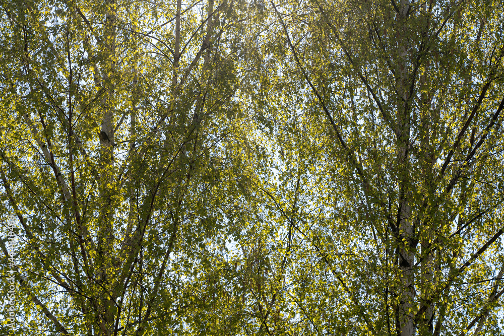 Birch branches with fresh bright green leaves. s