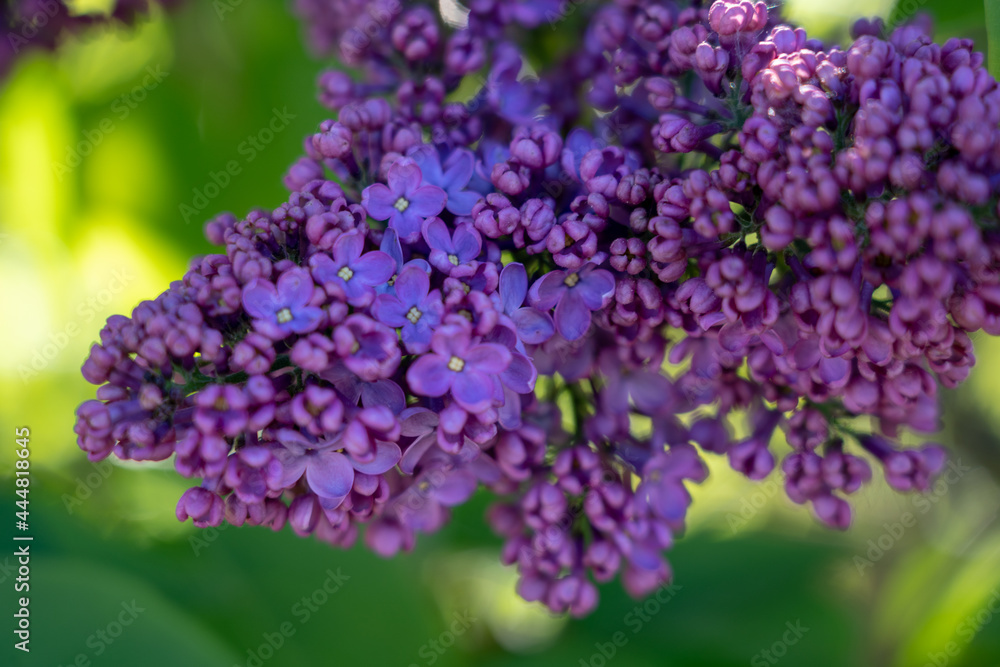 Macro image of spring lilac violet flowers, abstract soft background. Macro image of spring lilac violet flowers, abstract soft background.
