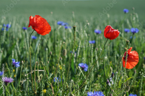 beautiful poppies and cornflower on the edge of the field, bee-friendly agriculture in Mecklenburg Western Pomerania. Natural wildflower meadow.