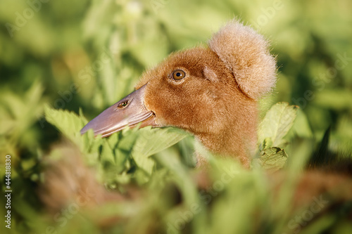 Portrait of young brown duckling with tuft, hiding in the green grass photo
