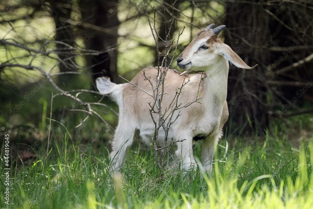 Brownish, young goatling eating tree branches near the forest in sunlit area. Brownish, young goatling eating tree branches near the forest in sunlit area.