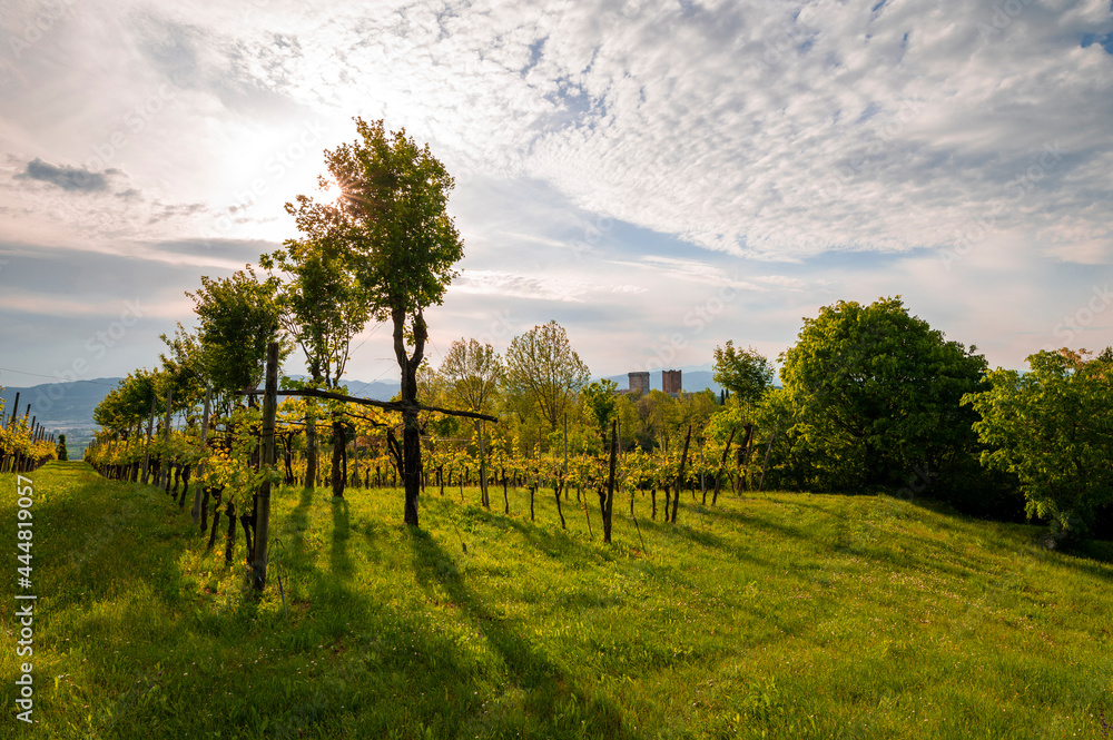 Panorama of the vineyard rows of the castles of Romeo and Juliet in the province of Vicenza in Montecchio Maggiore.Blue sky clouds at sunset over the Venetian countryside, Vicenza Veneto Italy Europe.