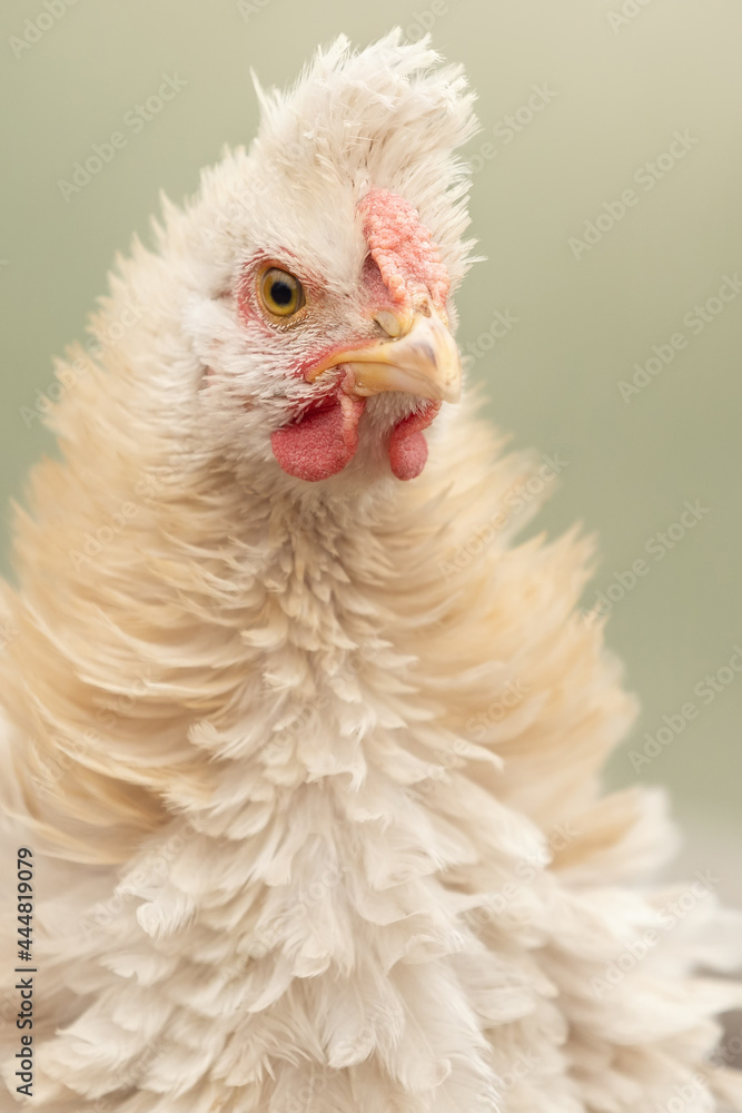 Fototapeta premium Portrait of cute looking white tufted hen. Shallow DOF.