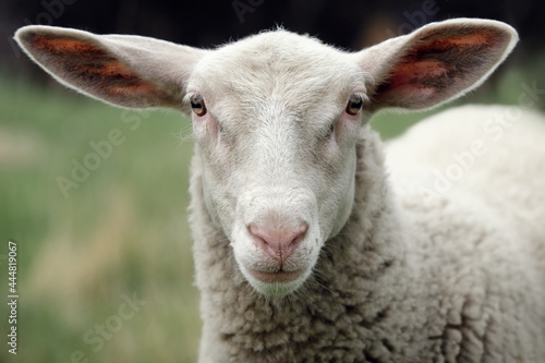 White sheep looking at the camera in a green meadow background