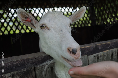 A frontal close up shot of an eye of a white goat. White goat.