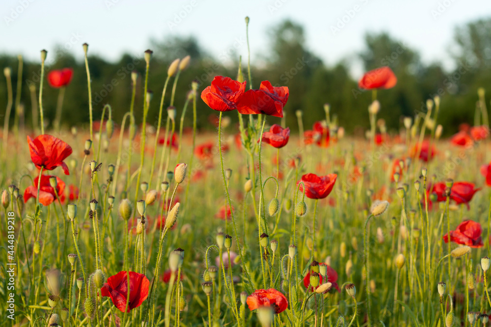 Red poppies in a field