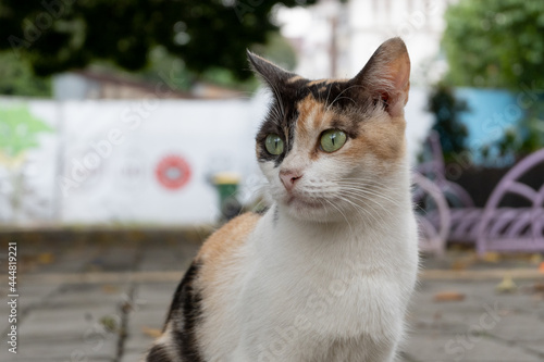 Canvas Print Striped wild cats in urban areas.