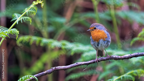 Robin Redbreast perched on a dead branch in bracken