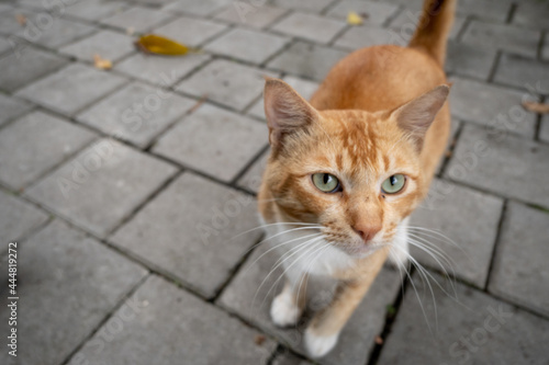 Orange cat with green eyes. © ardiwebs