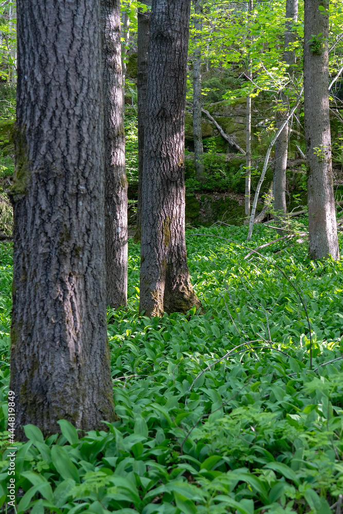 Close-up of green leaves of lily of the valley Convallaria majalis in the spring forest. Close-up of green leaves of lily of the valley Convallaria majalis in the spring forest.