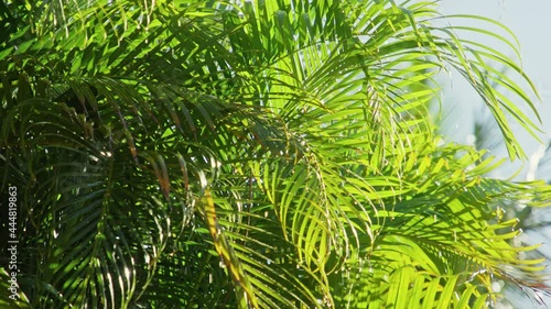Wallpaper Mural 4K close up raining over lavish greenery, Rain drops at coconut palm tree leaves Torontodigital.ca