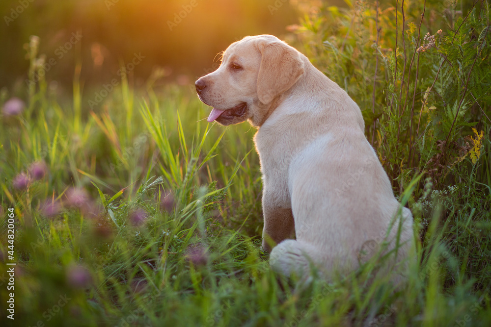 little labrador dog playing in the grass at sunset