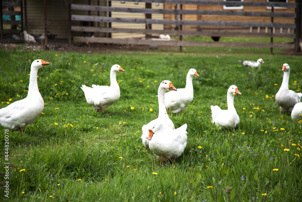 White geese grazing in the farmyard. The concept of farming White geese grazing in the farmyard. The concept of farming