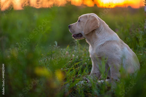 little labrador dog playing in the grass at sunset