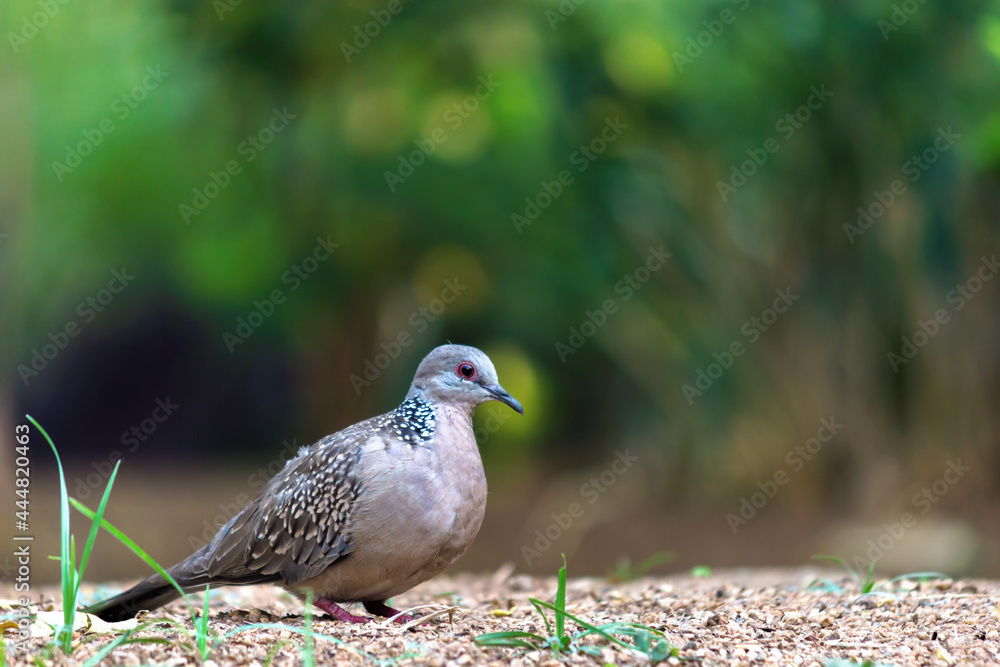 Obraz premium The European turtle dove is a member of the bird family Columbidae, the doves and pigeons. It breeds over a wide area of the south western Palearctic including north Africa but migrates to northern s