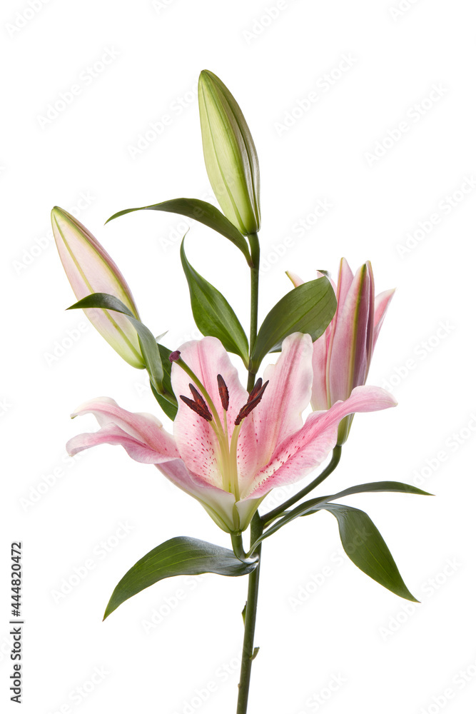 Pink lily flower on a white background
