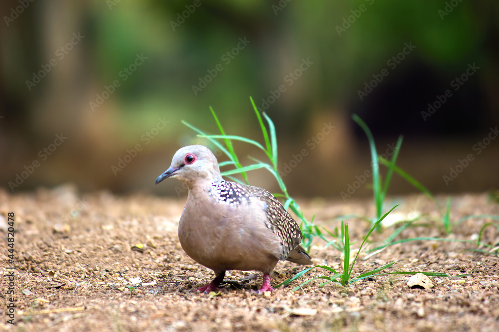 The European turtle dove is a member of the bird family Columbidae, the doves and pigeons. It breeds over a wide area of the
south western Palearctic including north Africa but migrates to northern s The European turtle dove is a member of the bird family Columbidae, the doves and pigeons. It breeds over a wide area of the
south western Palearctic including north Africa but migrates to northern s