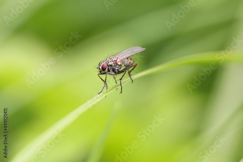 Fliege auf einem Grashalm © KrischiMeier