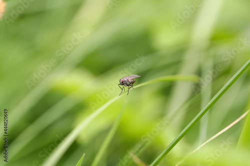 Fliege auf einem Grashalm © KrischiMeier