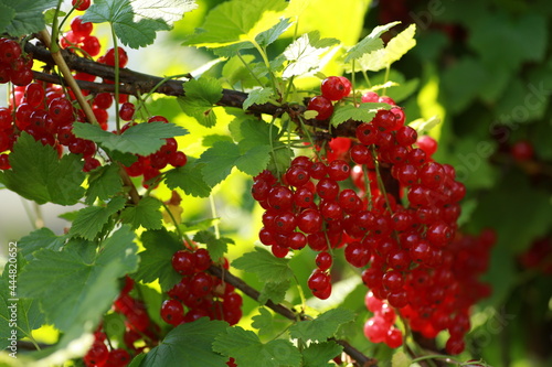 Gardening and agriculture. Ripe red currant on a branch on a green bush. Berry harvest. Background image  copy space