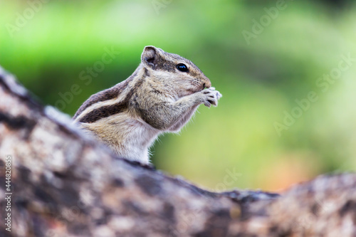 Squirrels are members of the family Sciuridae, a family that includes small or medium-size rodents. The squirrel family includes tree squirrels, ground squirrels, chipmunks, marmots, flying squirrel
