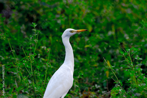 The cattle egret is a cosmopolitan species of heron found in the tropics, subtropics, and warm-temperate zones. It is the only member of the monotypic genus Bubulcus, although some authorities re 