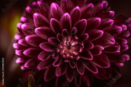 Flower Dahlia in pink violet lilac