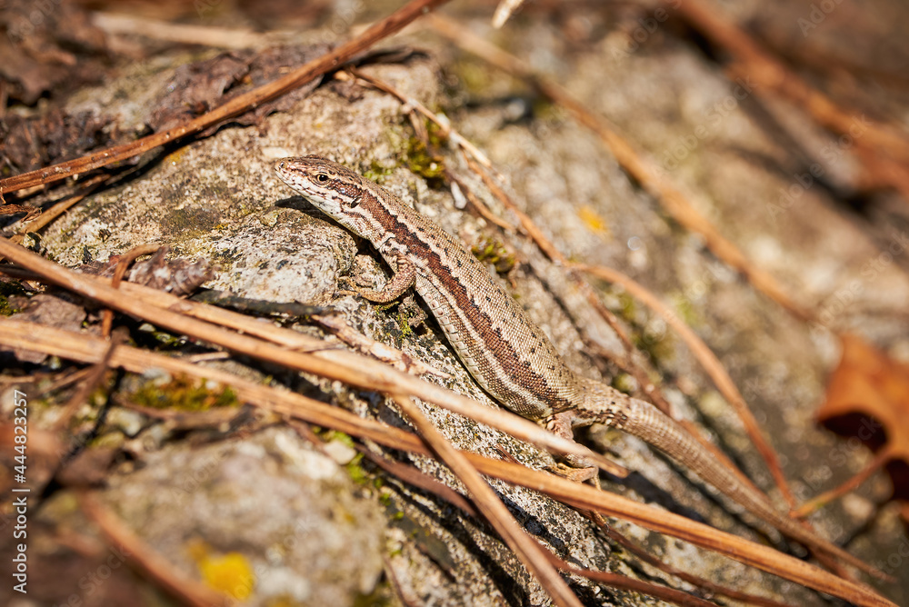 Common wall lizard sunbathing on a rock in the morning (Podarcis Muralis) Common wall lizard sunbathing on a rock in the morning (Podarcis Muralis)